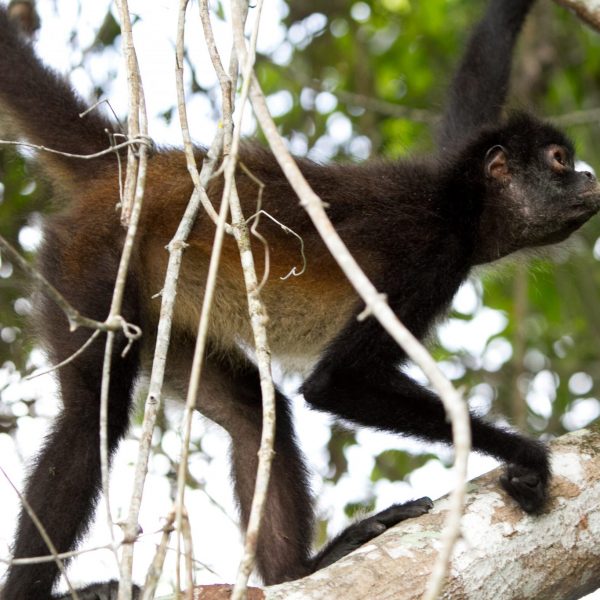 dagen–JungletrekkingnaarTikal