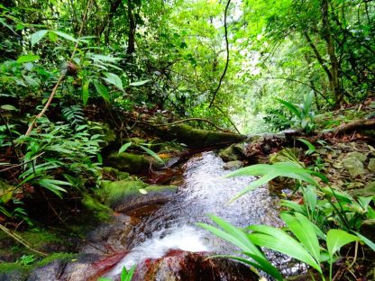 Ontdek authentiek Guatemala Jungle Hike