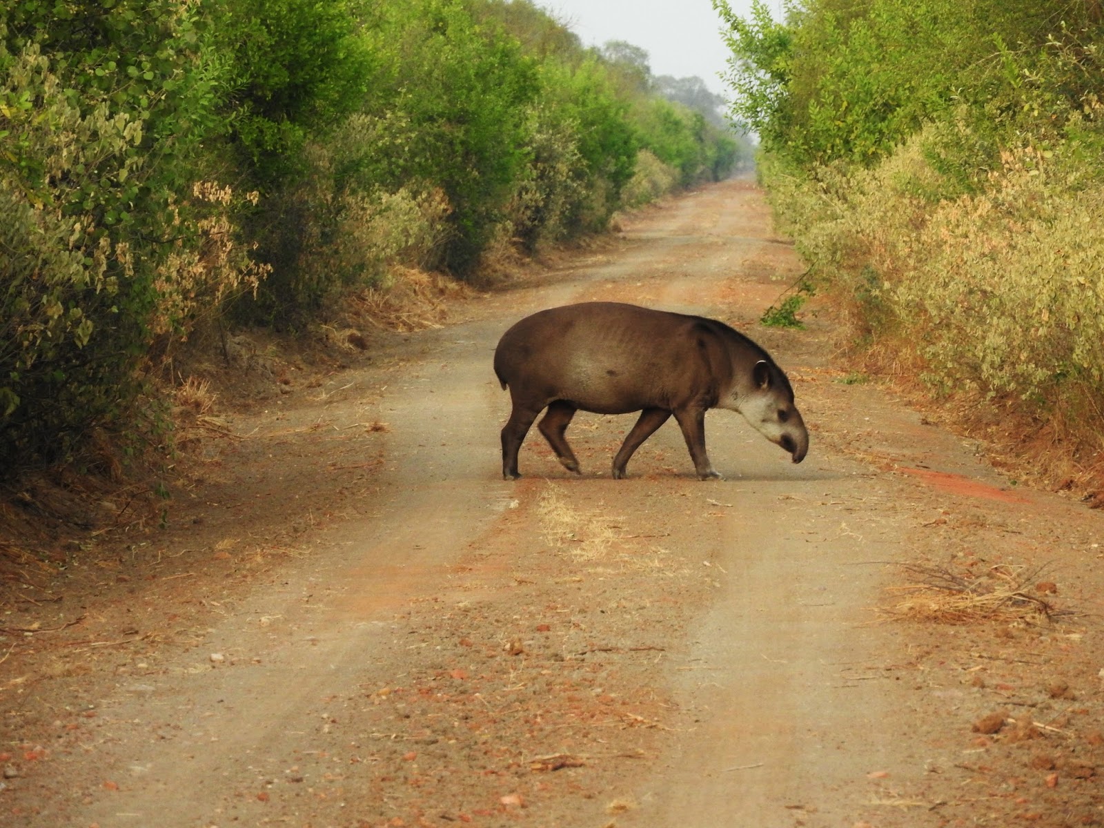 Bolivia Locatie Kaa Iya National Park Olaf Reizen