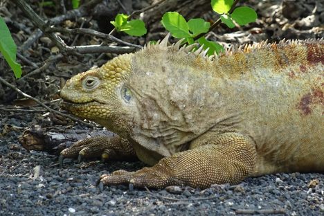 dagen–Ecuadorhoogtepunten
