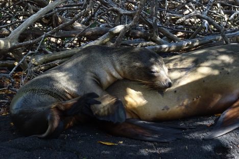 dagen–Ecuadorhoogtepunten