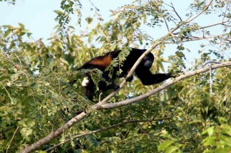 dagen–Nicaraguanatuurreis