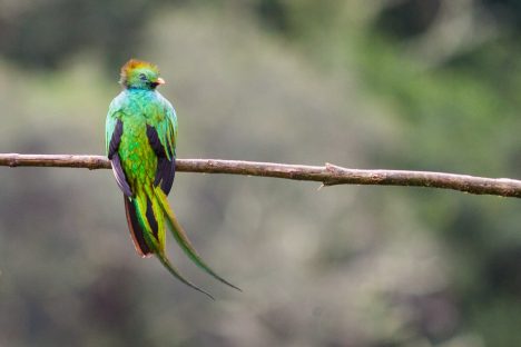 dagen–Panamacultuur&#wildlife