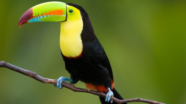 Keel Billed Toucan, from Central America. Thumbnail
