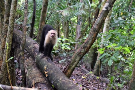 dagen–Actief&#avontuurlijkCostaRica
