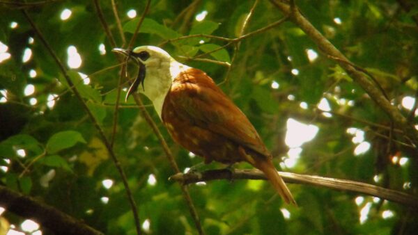 mount totumas bell bird
