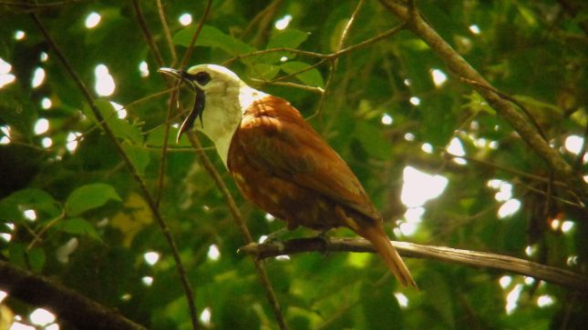 mount totumas bell bird