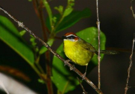 19 dagen – Mexico & Belize vogels & walvishaaien