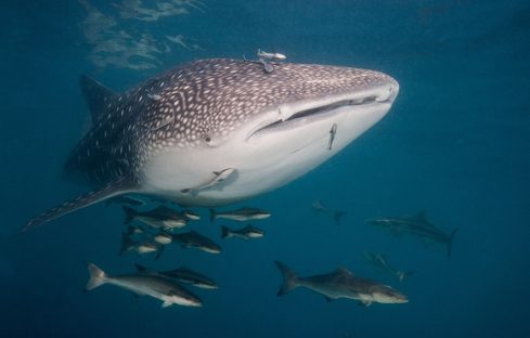 19 dagen – Mexico & Belize vogels & walvishaaien
