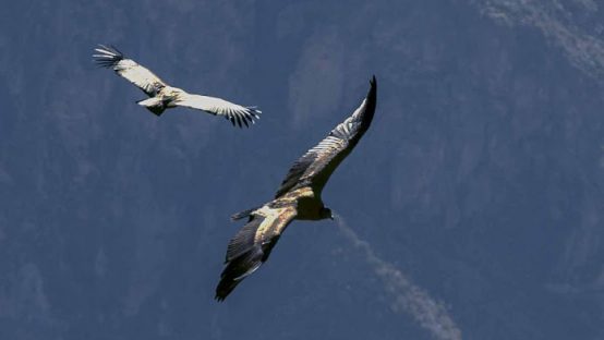 21 dagen – Van Chili naar Peru