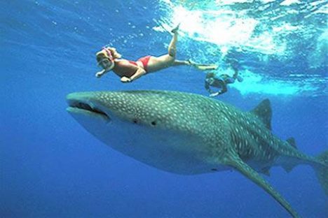 19 dagen – Mexico & Belize vogels & walvishaaien